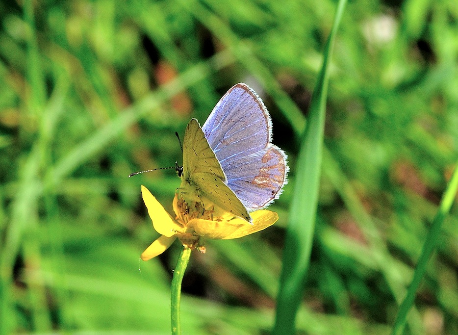 Lycaenidae da determinare